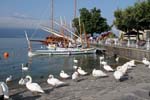 11-08leman8891